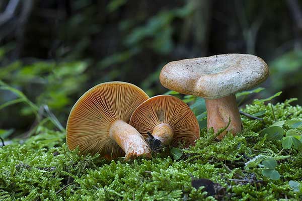 Mleczaj świerkowy (Lactarius deterrimus)