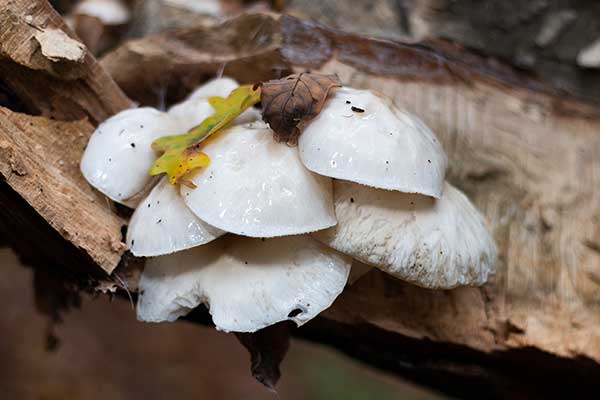 Monetka kleista (Oudemansiella mucida)