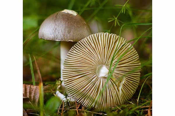 Muchomor mglejarka (Amanita vaginata)