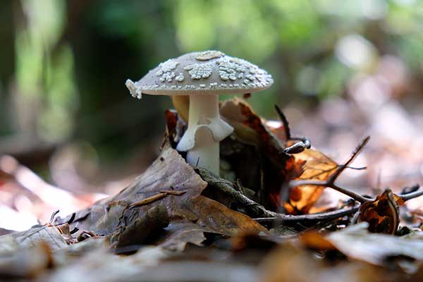 Muchomor twardawy (Amanita excelsa)