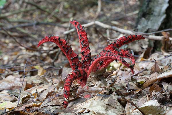 Okratek australijski (Clathrus archeri)