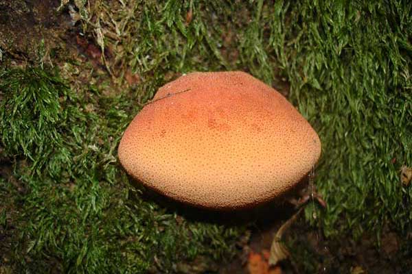 Ozorek dębowy (Fistulina hepatica)