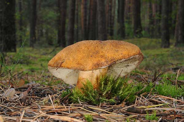 Piaskowiec kasztanowaty (Gyroporus castaneus)