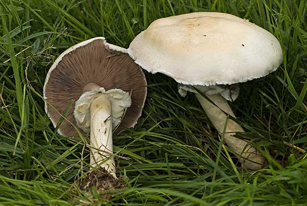 Pieczarka biaława, pieczarka polowa (Agaricus arvensis)