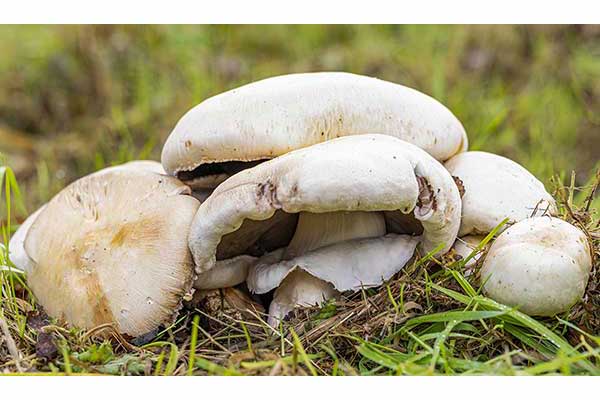 Pieczarka karbolowa, pieczarka żółtawa (Agaricus xanthodermus)