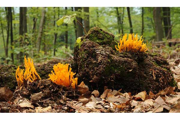 Pięknoróg lepki (Calocera viscosa)