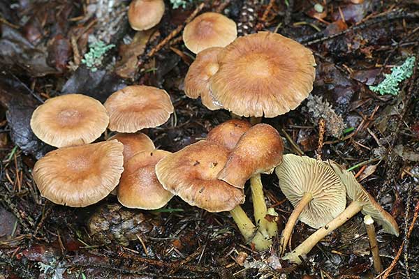 Pieniążek palący, łysostopek cierpki (Collybia peronata)