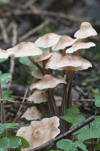 Pieniążek pozrastany, łysostopek pozrastany (Collybia confluens)