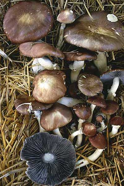 Pierścieniak uprawny (Stropharia rugosoannulata)