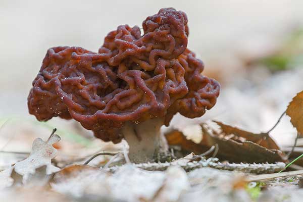 Piestrzenica kasztanowata (Gyromitra esculenta)