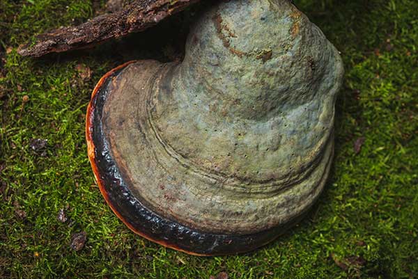 Pniarek obrzeżony (Fomitopsis pinicola)