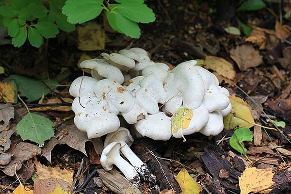Kępkowiec białawy, podblaszek zrosły (Lyophyllum connatum)