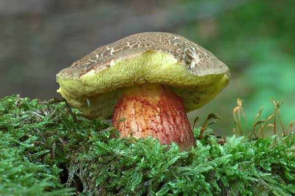 Podgrzybek złotopory (Xerocomellus chrysenteron)