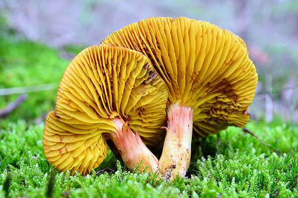 Poroblaszek żółtoczerwony (Phylloporus rhodoxanthus)