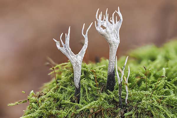 Próchnilec gałęzisty (Xylaria hypoxylon)