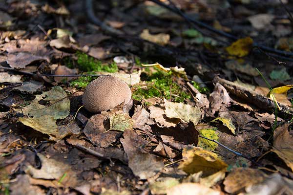 Purchawka brunatna (Lycoperdon umbrinum)