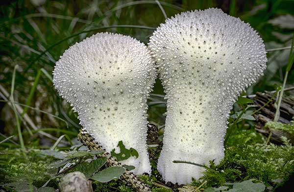 Purchawka chropowata (Lycoperdon perlatum)