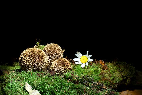 Purchawka jeżowata (Lycoperdon echinatum)