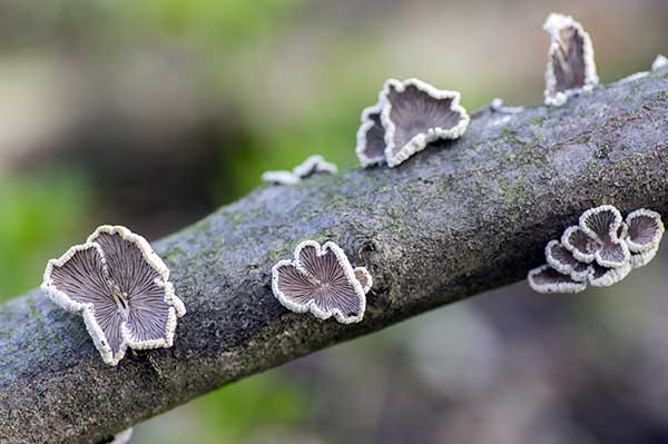 Rozszczepka pospolita (Schizophyllum commune)