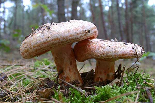 Mleczaj rydz, rydz (Lactarius deliciosus)