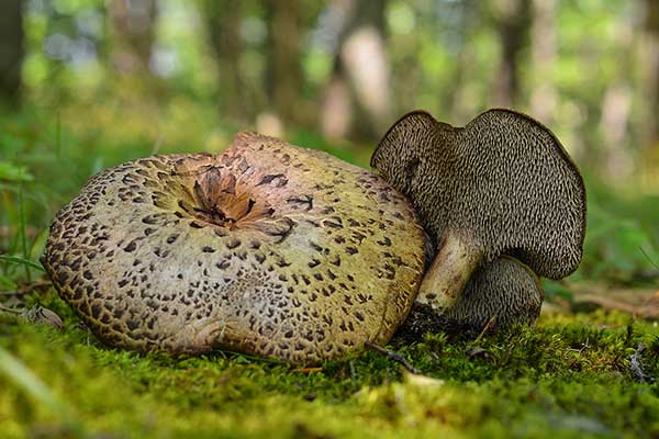 Sarniak dachówkowaty (Sarcodon imbricatus)