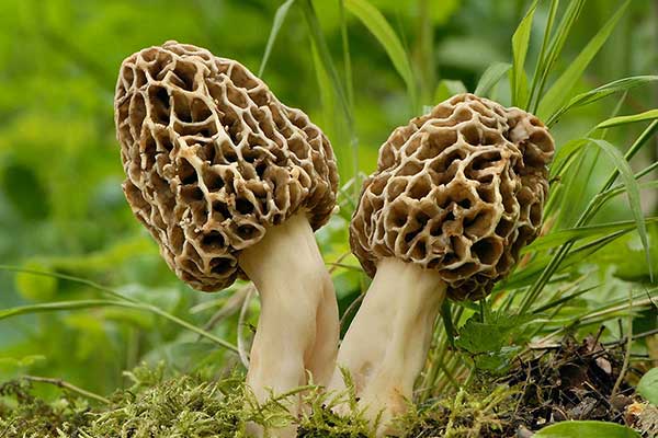 Smardz jadalny (Morchella esculenta)