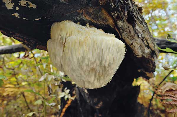 Soplówka jeżowata (Hericium erinaceum)