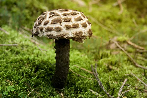 Szyszkowiec łuskowaty (Strobilomyces strobilaceus)