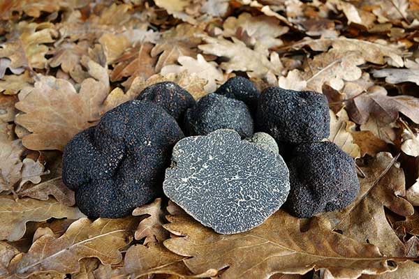 Trufla czarnozarodnikowa, trufla perygordska (Tuber melanosporum)