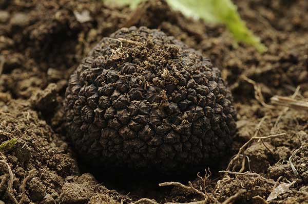 Trufla letnia (Tuber aestivum)