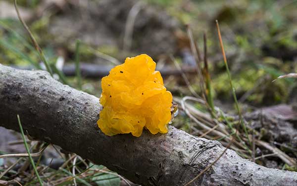 Trzęsak pomarańczowy (Tremella mesenterica)