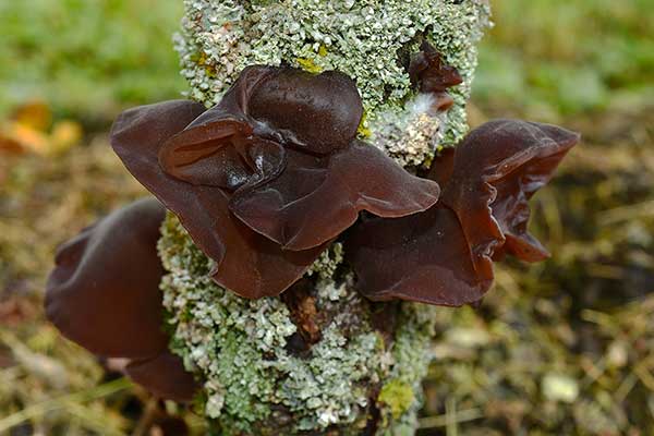 Uszak bzowy, ucho bzowe (Auricularia auricula-judae)