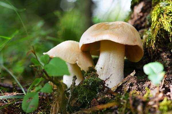 Wieruszka zatokowata, dzwonkówka trująca (Entoloma sinuatum)