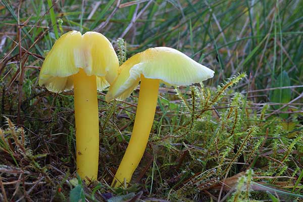 Wilgotnica pniakowa (Hygrocybe chlorophana)
