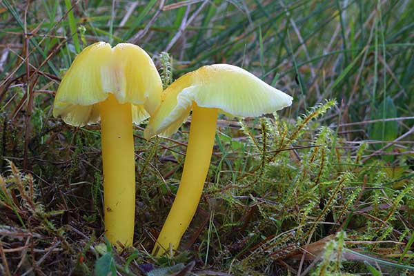 Wilgotnica pniakowa (Hygrocybe chlorophana)