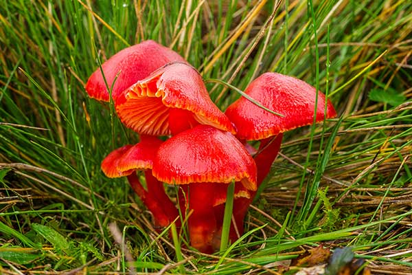 Wilgotnica szkarłatna (Hygrocybe coccinea)