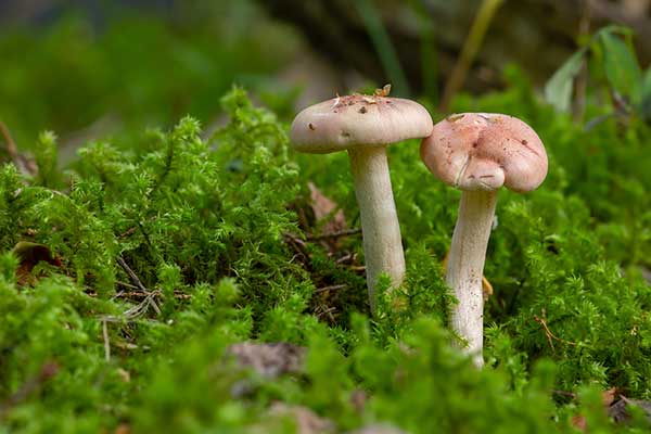 Wodnicha pomarańczowa (Hygrophorus pudorinus)