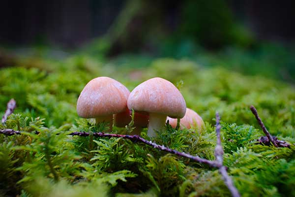 Wodnicha zaróżowiona (Hygrophorus erubescens)