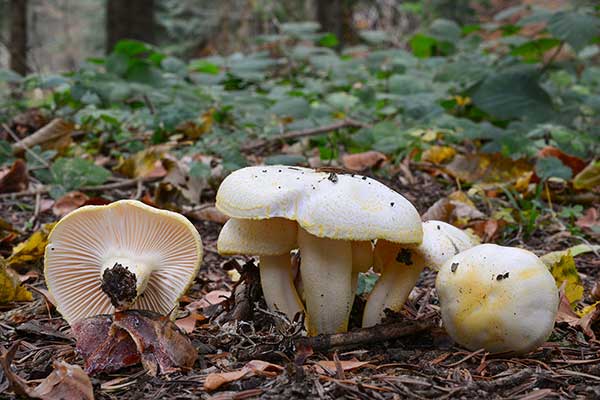 Wodnicha złocista (Hygrophorus chrysodon)