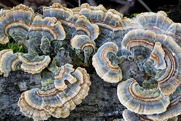 Wrośniak różnobarwny (Trametes versicolor)