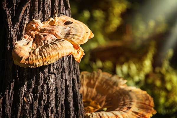 Żółciak siarkowy (Laetiporus sulphureus)