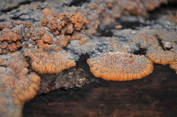 Żylak promienisty (Phlebia radiata)