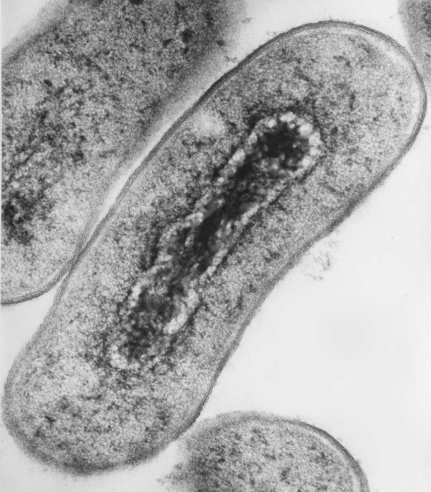 Pałeczka okrężnicy, bakteria coli (Escherichia coli) © Ellen - stock.adobe.com