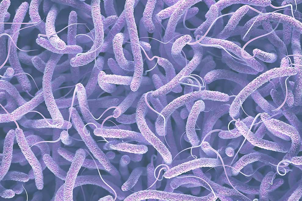 Przecinkowiec cholery (Vibrio cholerae) © ktsdesign - stock.adobe.com