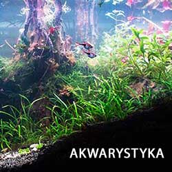 akwarystyka