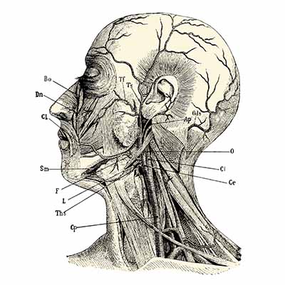 anatomia