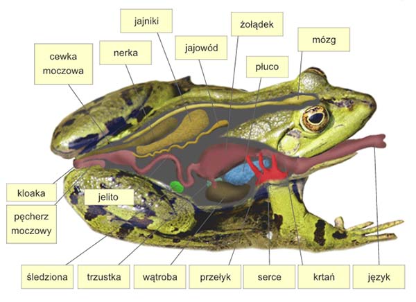 anatomia żaby