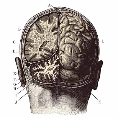 anatomia