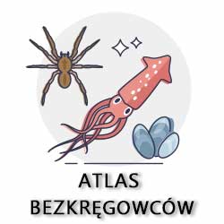 atlas bezkręgowców