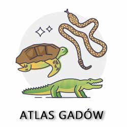 atlas gadów